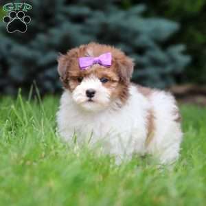 Addie, Havapoo Puppy
